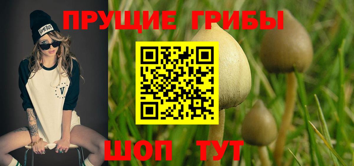 Пушкино  Псилоцибиновые грибы MAGIC MUSHROOMS  Псилоцибиновые грибы MAGIC MUSHROOMS  Вход с VPN 
